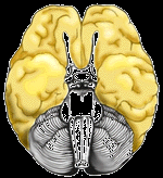 Cérebro: córtex Córtex Cerebral (vista ventral) Hemisfério Direito Funcionamento holístico, integrador. Tarefas espaço visuais; dança, ginástica.