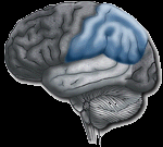 Cérebro: lóbulo parietal Funções: Processamento de informações sensoriais; discriminação sensorial. Orientação do corpo.