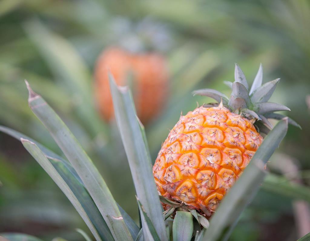 ANANÁS DOS AÇORES/SÃO MIGUEL Frutas, produtos hortícolas e