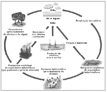 desmatamento das áreas florestadas (para a expansão de áreas urbanas e agrícolas), conforme pode ser observado no esquema a seguir: Fonte: http://www.clikideia.com.
