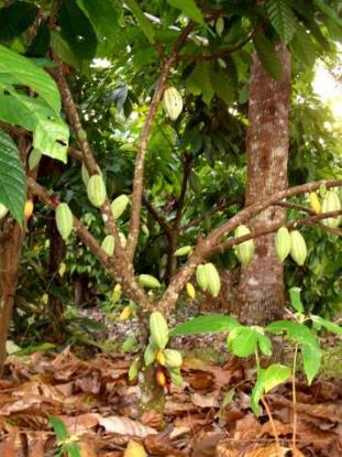 Cupuaçu Castanha- -do- -pará Mogno Açaí Pimenta- -do-