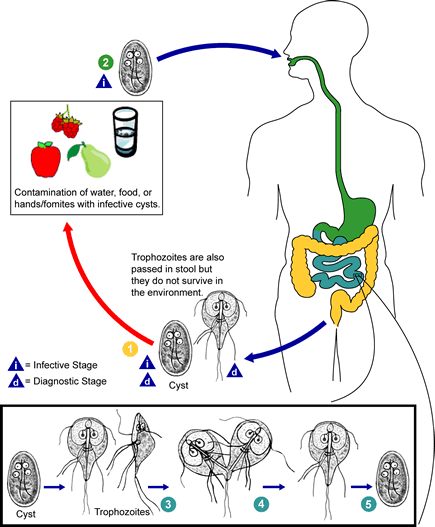 Giardíase ase Agente causador: flagelado Giardia lamblia, que