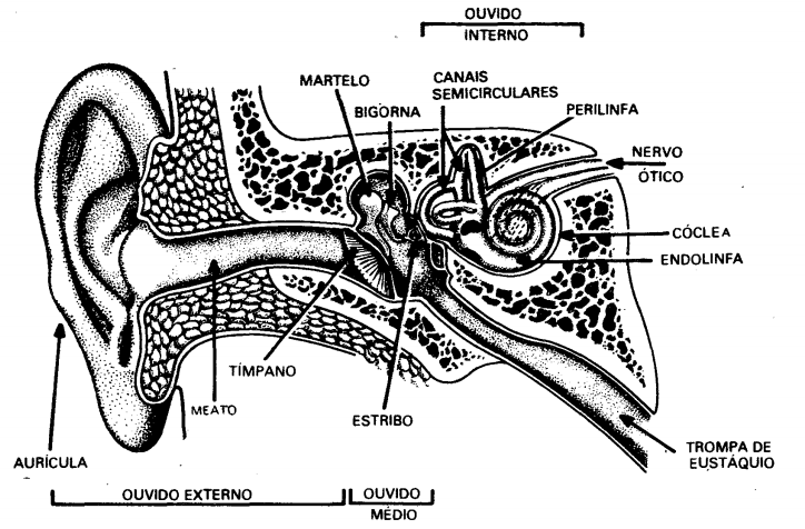 2.2 O mecanismo de funcionamento de aparelho auditivo humano Segundo Heneine (2008), o aparelho auditivo pode ser dividido em 3 setores: Ouvido Externo que é formado pela orelha e o canal auditivo,