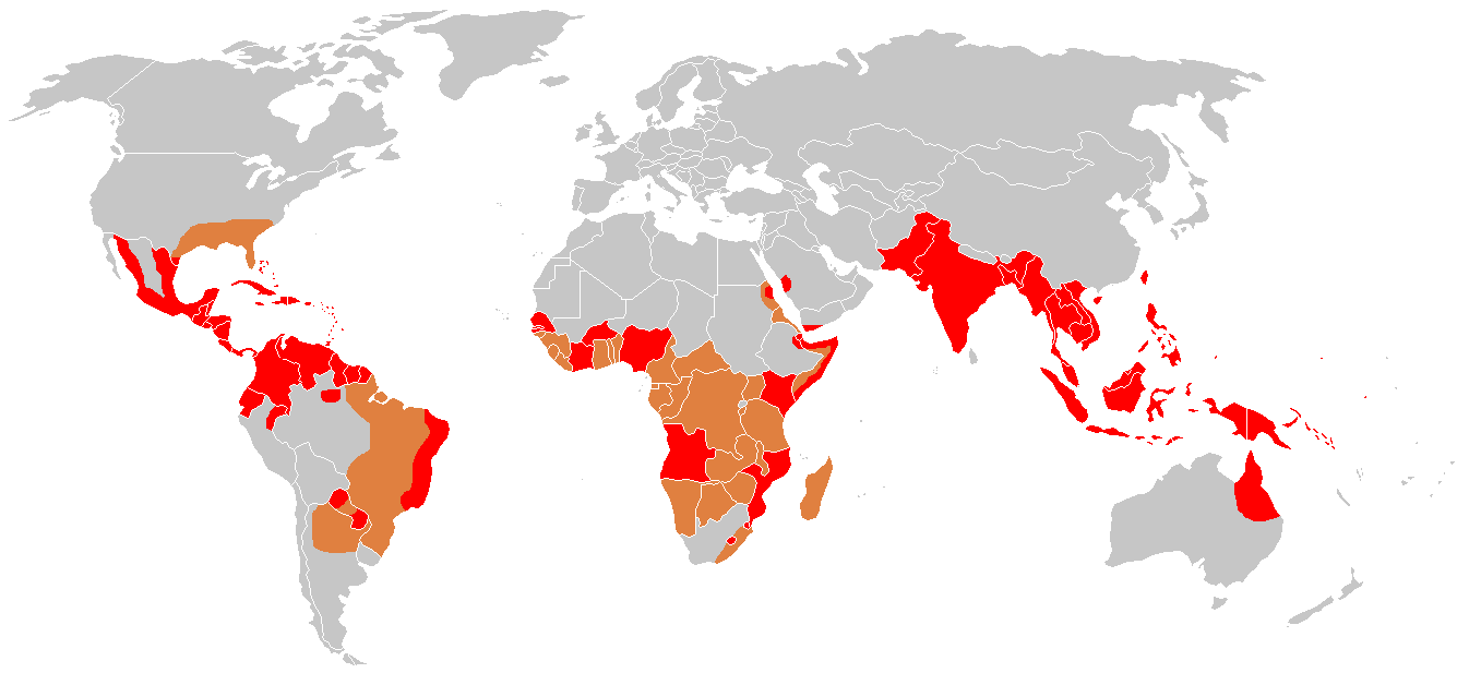 DENGUE