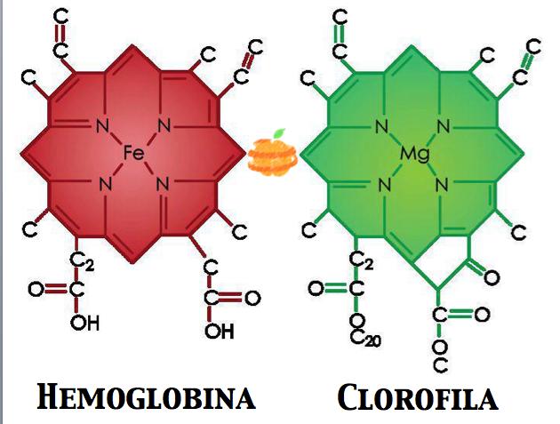 clorofila Anel complexo com um átomo de Magnésio no centro e uma cadeia carbônica hidrofóbica.