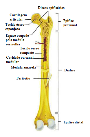6 2.1 O tecido ósseo e o esqueleto interna do tecido ósseo estão envolvidas por tecido conjuntivo designado de periósteo e endósteo respetivamente [31]. A Figura 2.