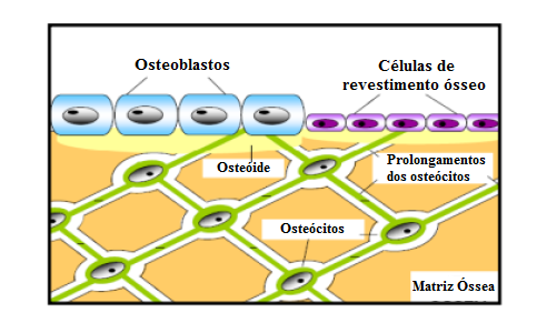 8 2.4 Reabsorção e formação óssea A Figura 2.2 representa um esquema da distribuição das células osteoblásticas e dos osteócitos, sendo possível a sua observação na matriz óssea. Figura 2.2: Esquema representativo da distribuição das células osteoblásticas e dos osteócitos [17].