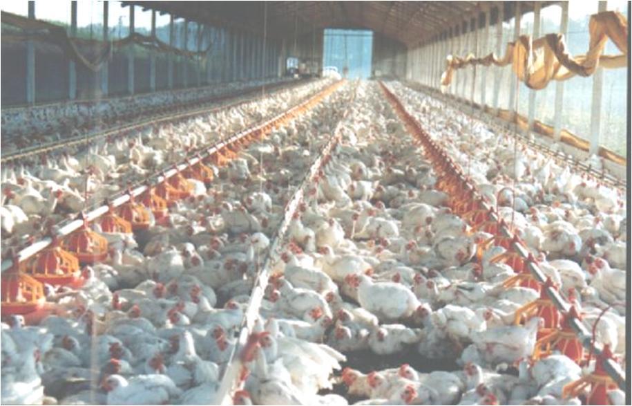 IBGE (2010) 5,8 bilhões de aves Conteúdos de NPK resíduos da avicultura de corte no Brasil 2010-8 milhões de toneladas de cama (MN) 30 kg N t 32 kg P 2 O 5 t 44 kg