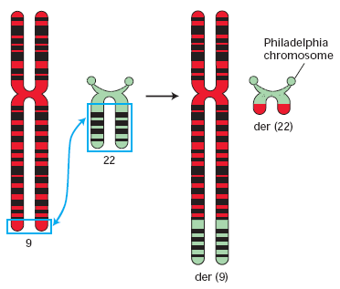 Figura 2 Cromossoma Ph característico da LMC (Lodish, 2003) Embora a LMC tenha sido identificada como uma forma particular de leucemia nos primeiros anos do século XIX, apenas com os avanços