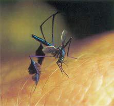 Modo de transmissão Somente pela picada de mosquitos transmissores infectados. Período de incubação Varia de 3 a 6 dias após a picada do mosquito infectante.