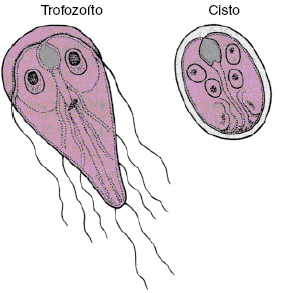 Apresentam-se de duas formas distintas: -Trofozoíto é a forma ativa, que se reproduz, alimenta-se e vive no interior do hospedeiro, conhecida como forma vegetativa; -Cisto e oocisto são formas
