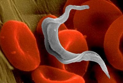 Estas duas espécies são morfologicamente indistinguíveis a não ser que E. histolytica é observado com a ingestão de glóbulos vermelhos.