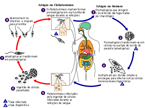 A leishmaniose é transmitida pela picada de flebotomíneos infectados, do sexo feminino.