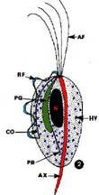 gonocócica (UNG). Agente etiológico Trichomonas vaginalis. Protozoário flagelado.
