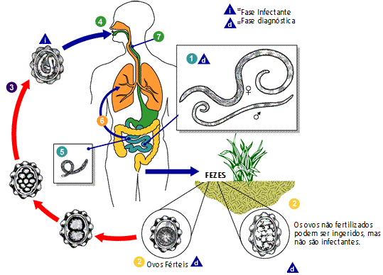 Ciclo de transmissão Os vermes(1) adultos vivem no lúmen do intestino delgado. Uma fêmea pode produzir cerca de 200 mil ovos por dia, que são passados junto com as fezes(2).