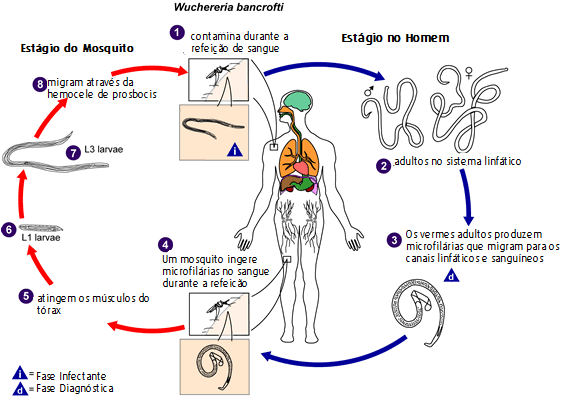Modo de transmissão Pela picada dos mosquitos transmissores com larvas infectantes (L3). No Brasil, o Culex quinquefasciatus é o principal transmissor.
