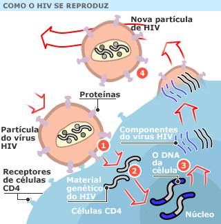 Reprodução do HIV O HIV tem um envelope externo formado pó lipídios e proteínas, dentro do qual se situa o capsídio, que contém duas moléculas idênticas de RNA e algumas moléculas de enzima