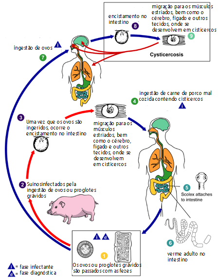Ciclo de transmissão da cisticercose A cisticercose é uma infecção de seres humanos e suínos, com as fases larval dos parasitas cestóides, Taenia solium.