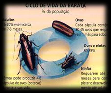 Insetos - Cabeça, tórax e abdômen; - Um par de antenas; - Três paras de pernas; - Os voadores possuem dois pares de asas; outros apenas um e alguns só em um estágio vital.