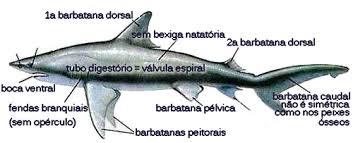 Peixes - Vertebrados com escamas; - Corpo adaptado para nadar ( hidrodinâmico); - Divididos em Ósseos ( Osteíctes) e cartilaginosos ( Condrictes).