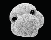 marinha: o plâncton calcárias