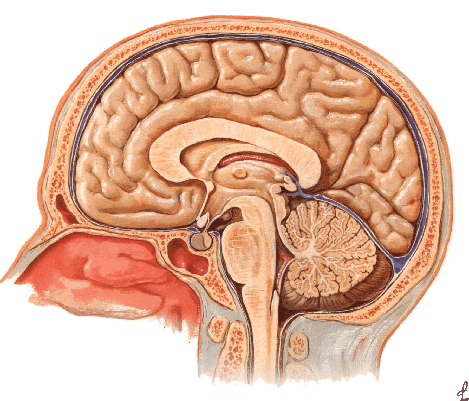 DIENCÉFALO DIVISÃO DO DIENCÉFALO EPI NEUROANATOMIA Marcelo Marques Soares Prof.