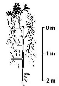 15. (UFC) O corpo dos vegetais superiores é composto por dois conjuntos básicos de estruturas: vegetativas e reprodutivas.