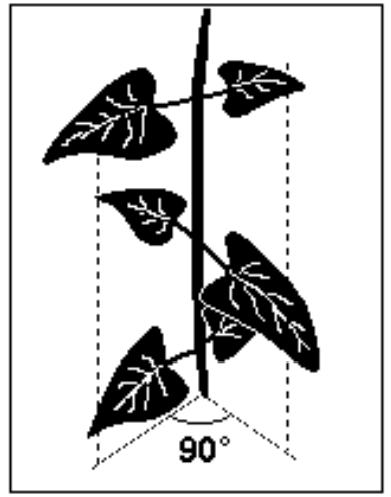 conseqüente manutenção do estoque genético da espécie. No que se refere às estruturas vegetativas, resolva os itens a seguir: a) Quais as funções do caule e da raiz na planta?