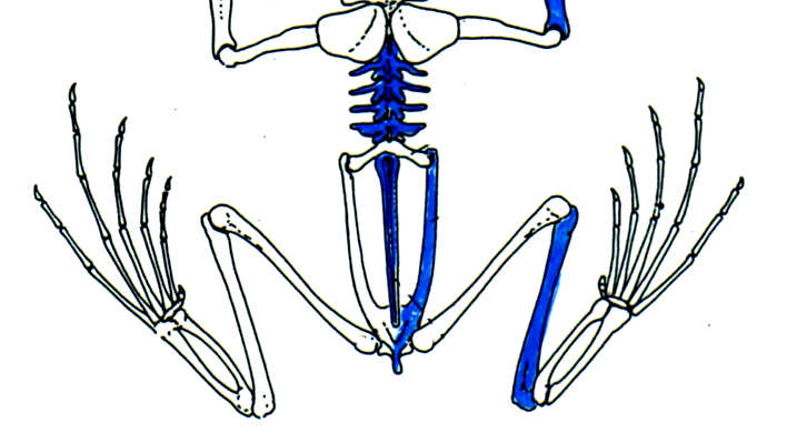 Ordem Anura Adaptações à locomoção: esqueleto a) Fusão tíbia e fíbula b) Alongamento íleo c) Fusão