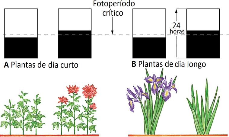 BIOLOGIA 3 Prof.: Vinícius (Minguado) LISTA 9 HORMÔNIOS E MOVIMENTOS VEGETAIS ORIENTAÇÕES FOTOPERIODISMO A lista 9 contém questões sobre hormônios e movimentos vegetais.