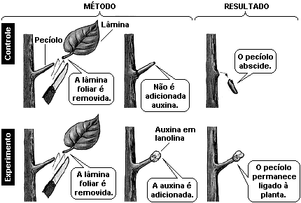 4. (Uel 2008) "Nos vegetais superiores, a regulação do metabolismo, o crescimento e a morfogênese muitas vezes dependem de sinais químicos de uma parte da planta para outra, conhecidos como