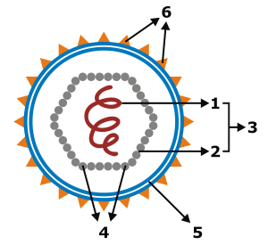 Figura 1: Estrutura de um Vírus (1 ácido nucleico, 2 cápside, 3 nucleocápside, 4 capsómeros, 5 invólucro, 6 glicoproteínas) (Territorioscuola, 2010).