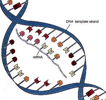7. TRANSCRIÇÃO SÍNTESE DE RNA Utiliza uma fita de DNA como molde.