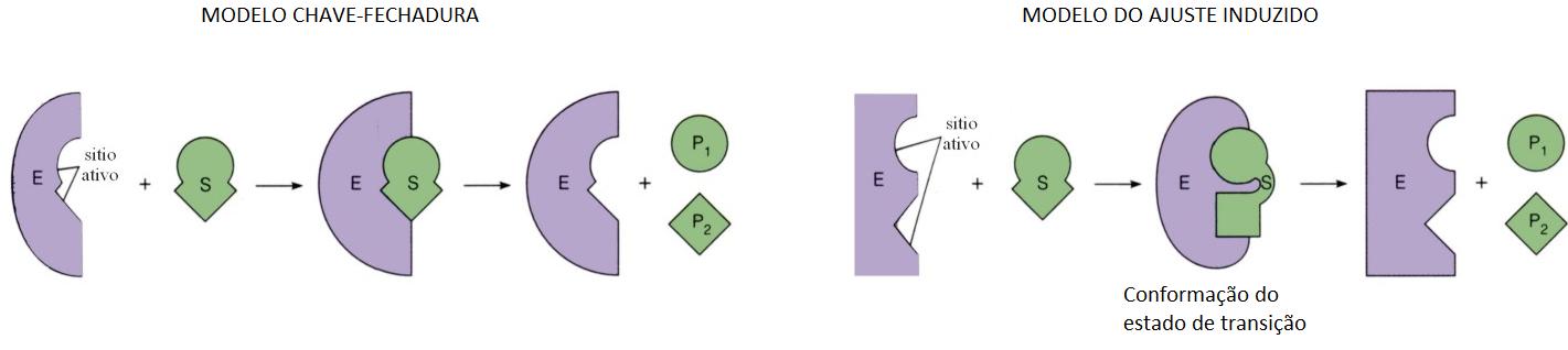 MODELO DE REAÇÃO: 1- Modelo chave-fechadura. 2- Modelo do ajuste induzido. Modelo chave-fechadura: Prevê um encaixe perfeito do substrato no sítio de ligação, que seria rígido como uma fechadura.