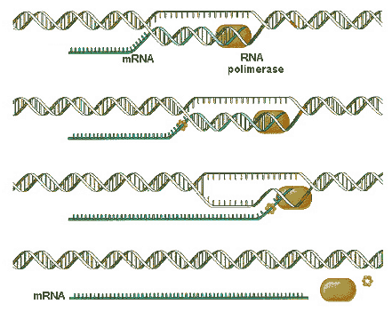 EVITANDO ERROS: Para evitar que erros que possam ter ocorrido durante a síntese permaneçam nas novas cadeias de DNA replicadas, existe uma autocorreção ao longo do processo.