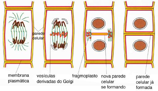 Mitose em células vegetais Uma diferença importante é a ausência de centríolos em células vegetais (com exceção dos gametas vegetais que nadam). Células vegetais não formam o áster.