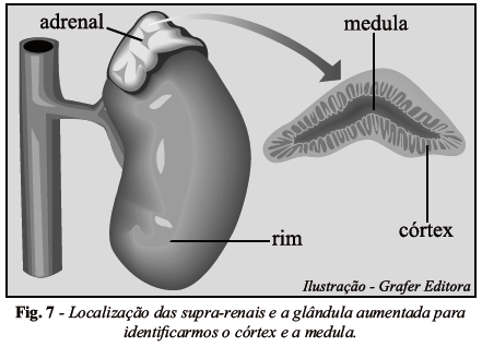 4. Glândulas adrenais ou suprarrenais São duas glândulas de forma piramidal, localizadas acima dos rins.