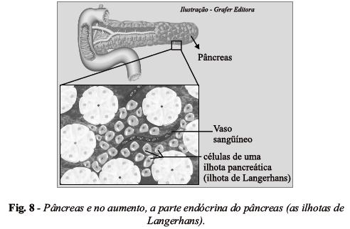 5. Pâncreas Localiza-se entre o estômago e o duodeno e é uma glândula mista, pois, além do suco pancreático, apresenta as ilhotas de Langerhans, que possuem células (alfa e beta) para produção dos