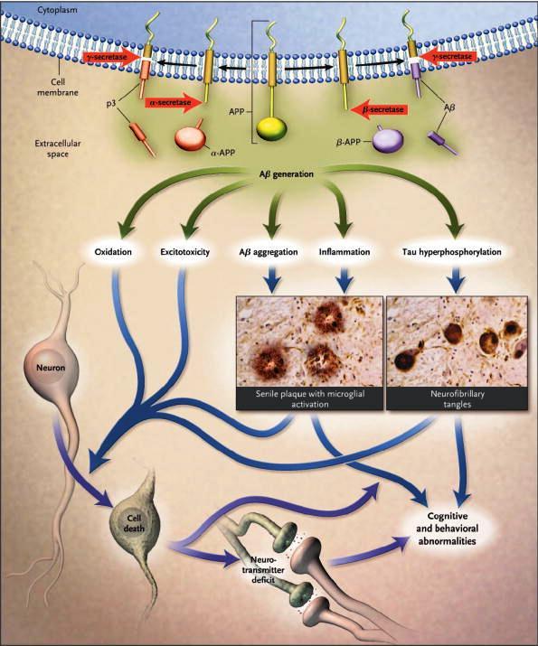 Fisiopatologia da doença de Alzheimer Produção e acúmulo de beta-amilóide Inflamação,