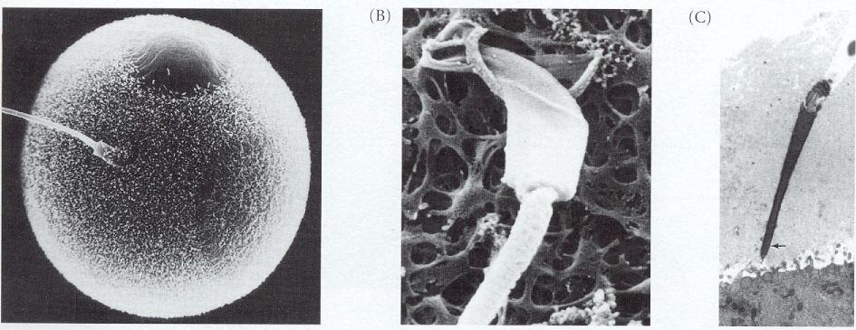 Penetração do Espermatozóide no Óvulo: