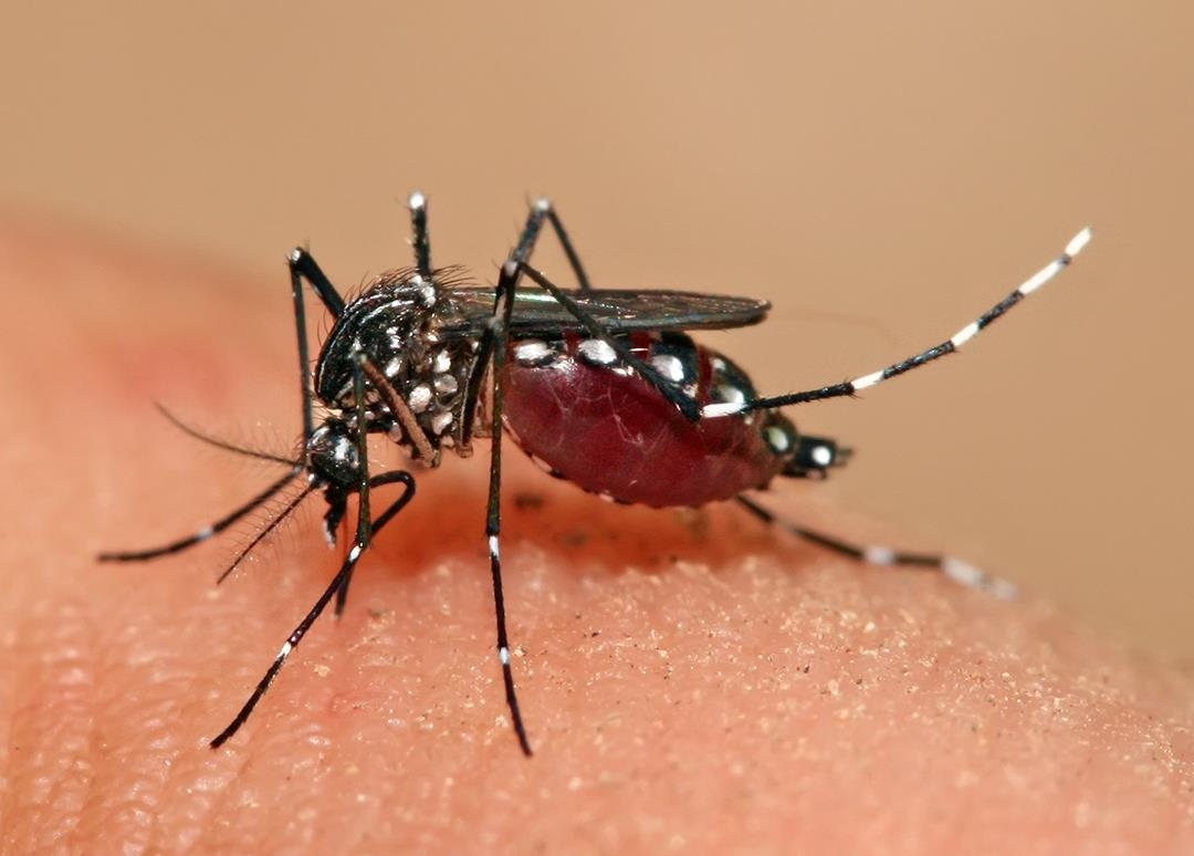 A A Dengue A dengue é uma doença febril aguda causada por um