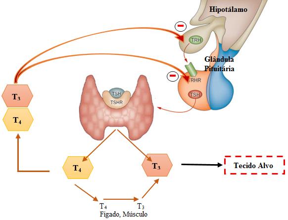 Devido a esta relação entre as diferentes hormonas pode-se dizer que esta glândula é controlada por um mecanismo de feedback negativo (Bhagavan e Ha, 2011; Dayan e Panicker, 2009).
