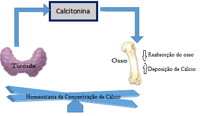 Como referido anteriormente, a calcitonina é produzida pelas células parafoliculares ou C, na glândula da tiróide e mais tarde armazenada nos grânulos secretores.