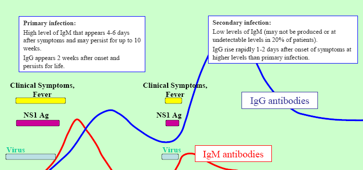 Sorologia IgG/IgM Aparecimento tardio dos anticorpos após os sintomas clínicos (4 6 dias) Alta possibilidade de resultados falso-negativos no início da doença Presença de anticorpos de classe IgM