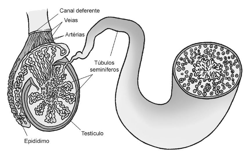 O sistema reprodutor masculino é composto de órgãos externos, o pênis e o escroto, e internos, os testículos, os epidídimos, os canais deferentes, as glândulas seminais e a próstata.