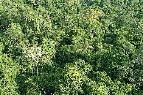 Biogeografia: ocupa 5,5 milhões de km 2 dos quais 60% estão em território brasileiro; o restante se reparte entre as duas Guianas,