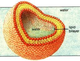 MEMBRANA