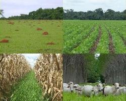 produção das pastagens. Uma outra vantagem é o cultivo de lavouras, após a colheita da soja, que permitam o pastejo do gado.