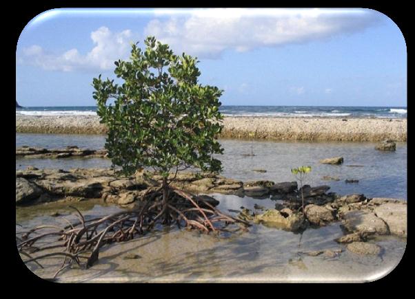 PRINCIPAIS BIOMAS MANGUE Manguezal, também chamado de mangue ou mangal, é um ecossistema costeiro, de transição entre os ambientes terrestre e marinho, uma zona úmida característica de