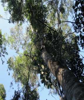 Floresta estacional semidecidual; B) Floresta estacional submontana; C) Solo.